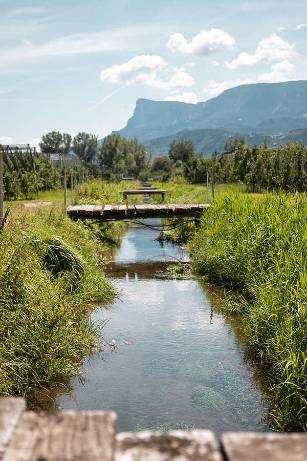 Die Randstreifen sind vielerorts ein Lebensraum für Vögel, Insekten und Pflanzen – hier ein Blick ins Etschtal. ©Südtiroler Apfelkonsortium Die Randstreifen sind vielerorts ein Lebensraum für Vögel, Insekten und Pflanzen – hier ein Blick ins Etschtal. ©Südtiroler Apfelkonsortium